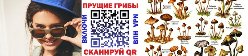 Псилоцибиновые грибы мицелий  Купить закладки  Злынка 